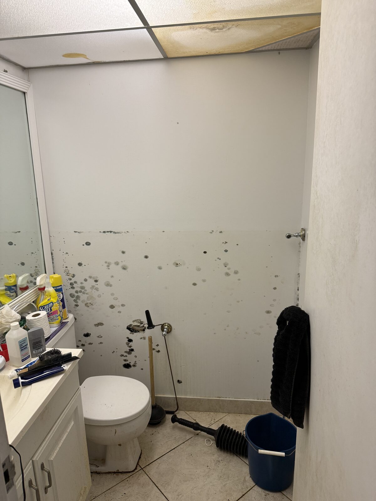 Pure Shield Restoration job photo