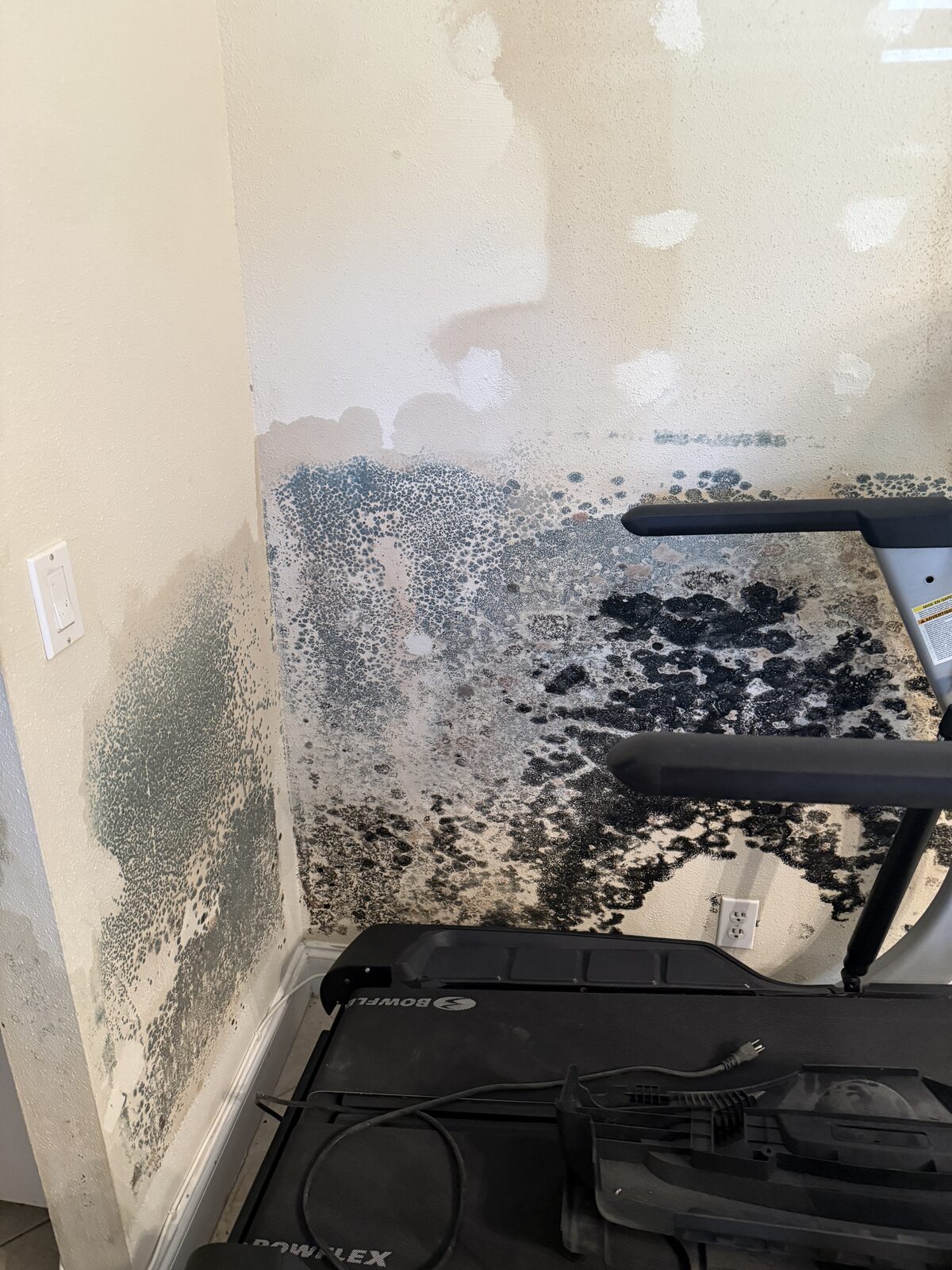 Mold Remediation case study