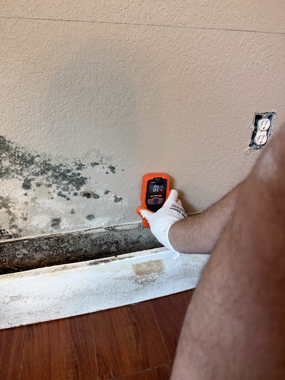 Mold Remediation case study