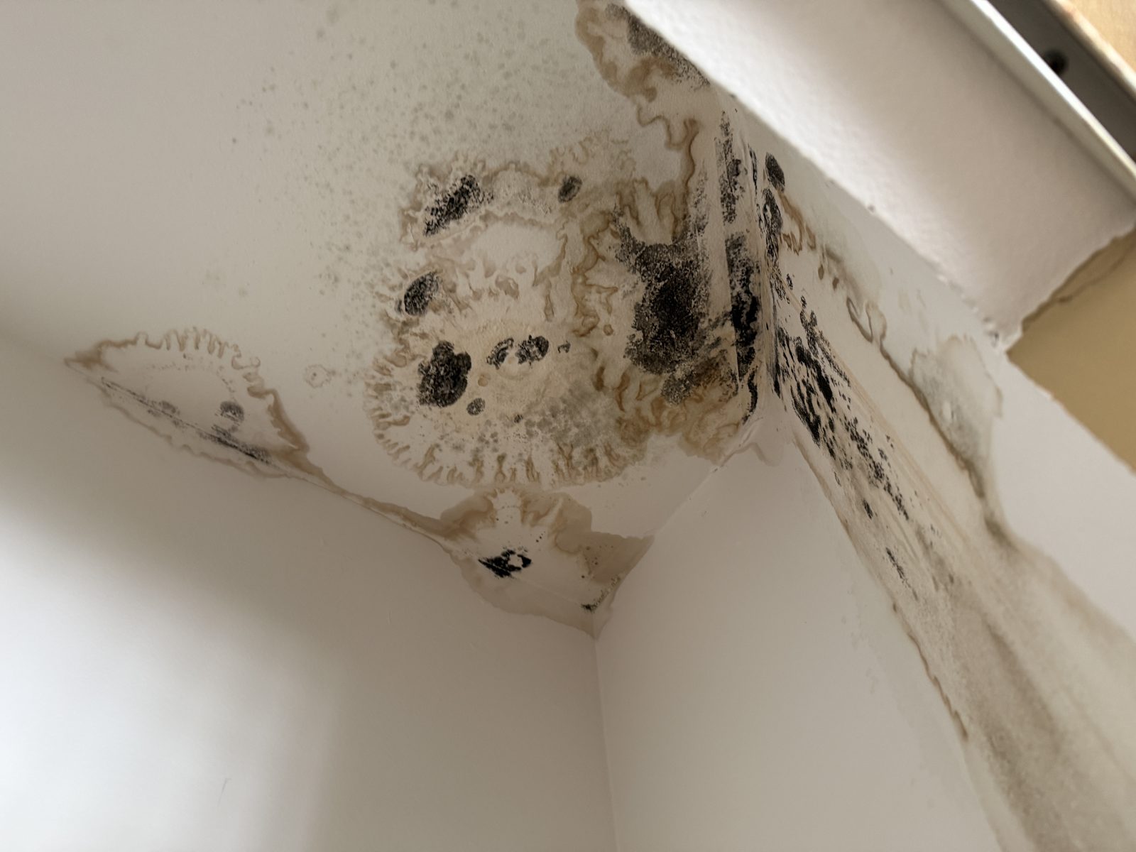 Black mold growth in a ceiling corner near an AC vent in a Boynton Beach home
