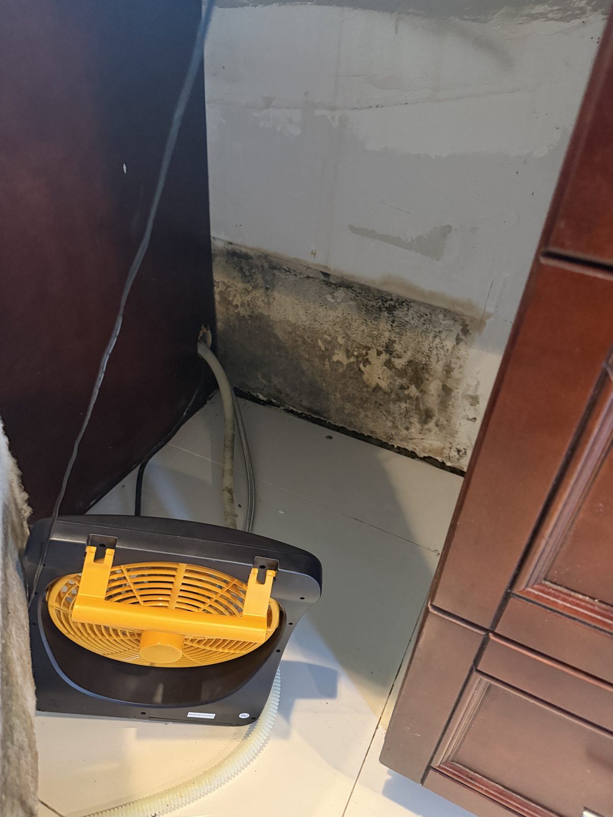 Mold on the kitchen wall beside the cabinets in a Deerfield Beach home