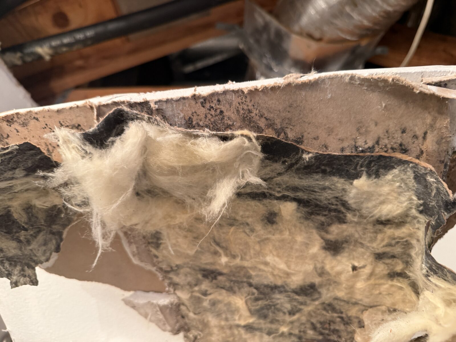 Heavy microbial growth on the concealed back side of ceiling drywall and insulation