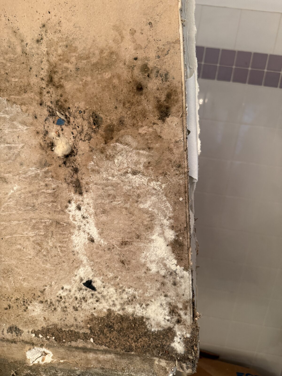 Close-up of mold on the back side of removed ceiling material from a Parkland home