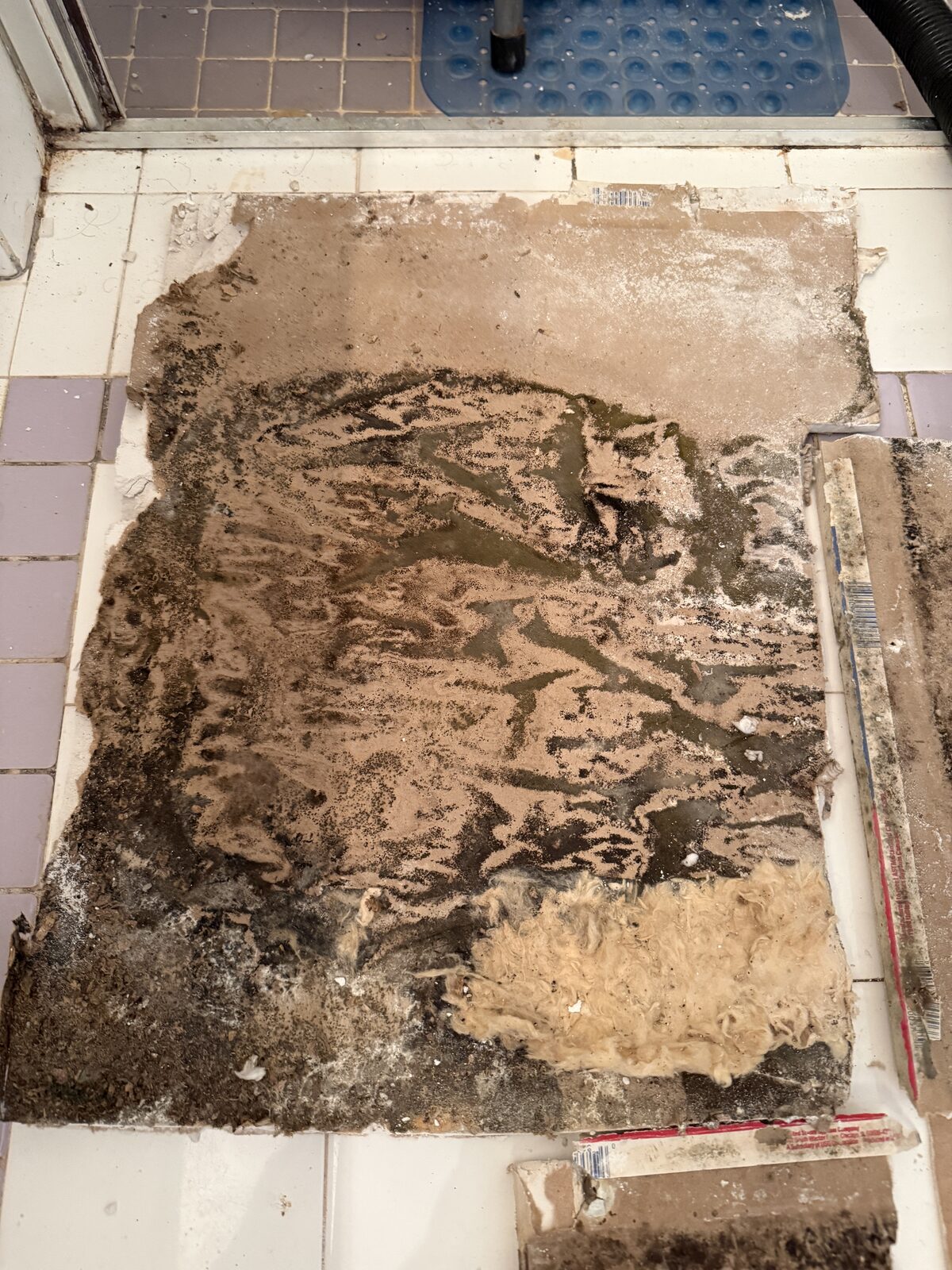 Removed ceiling board laid out showing the full extent of growth on the hidden side
