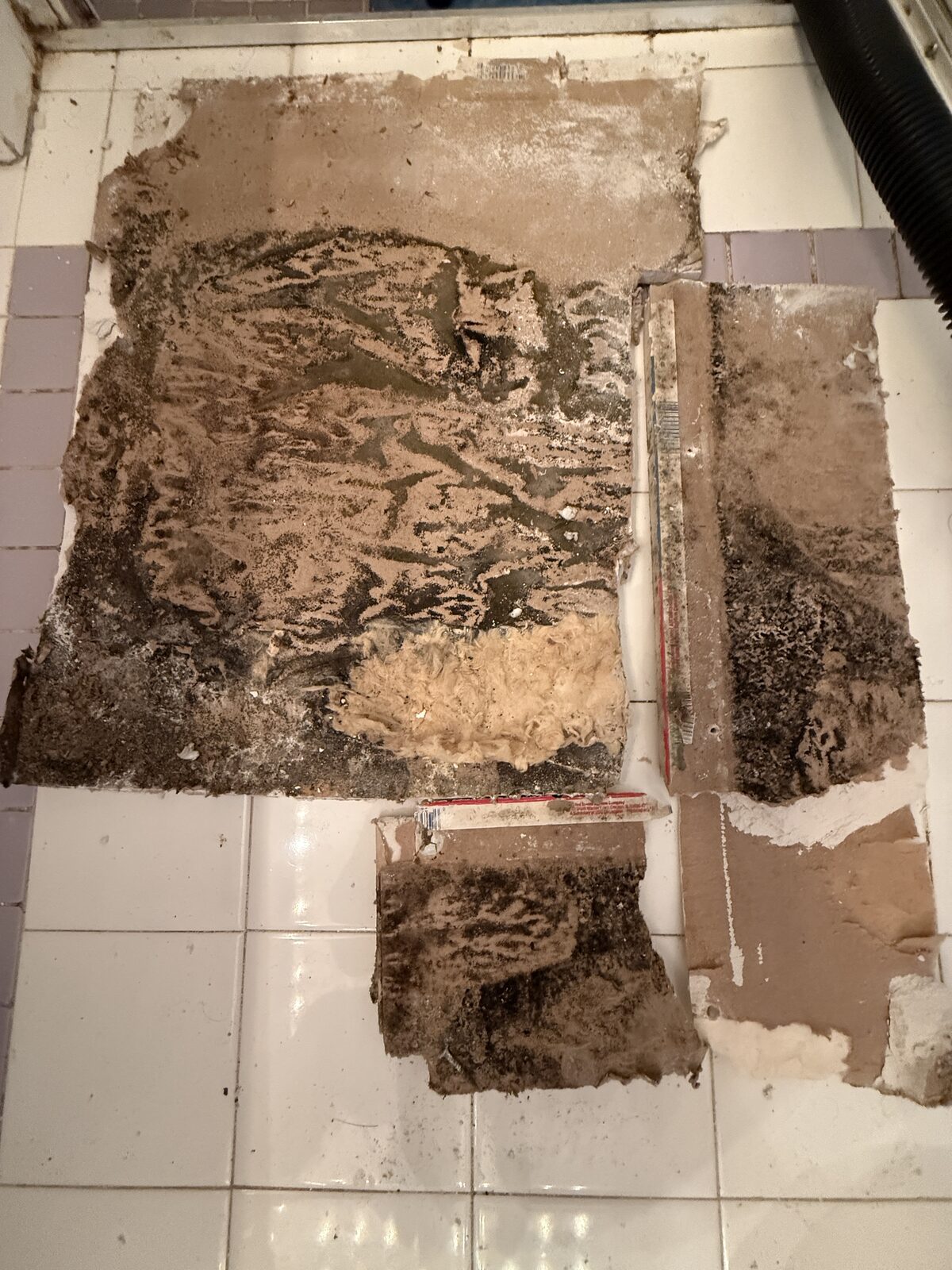 All affected ceiling material removed and staged for disposal during mold remediation